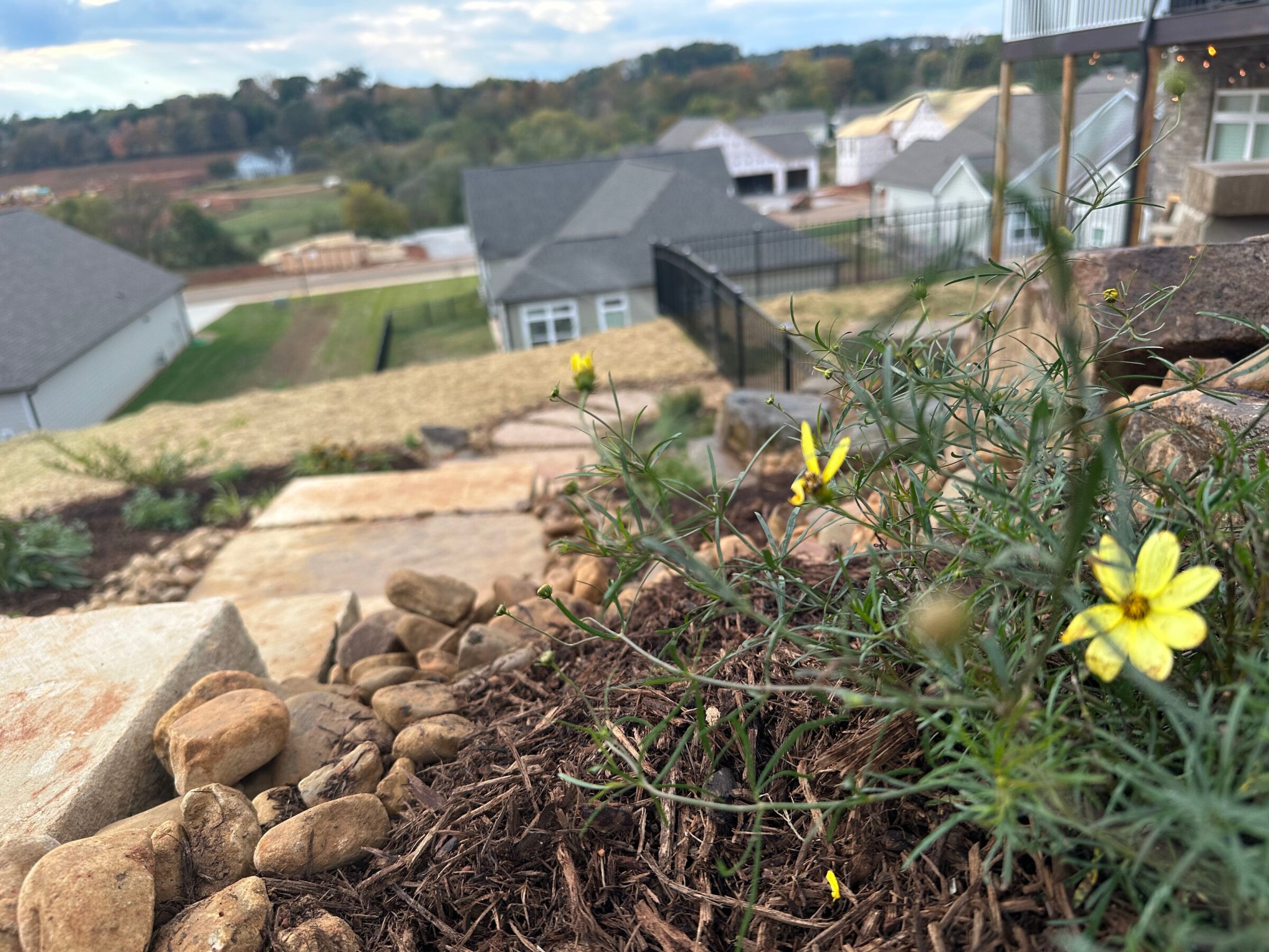 Close-up of yellow flowers with a stone path and suburban houses in the background, under a partly cloudy sky.