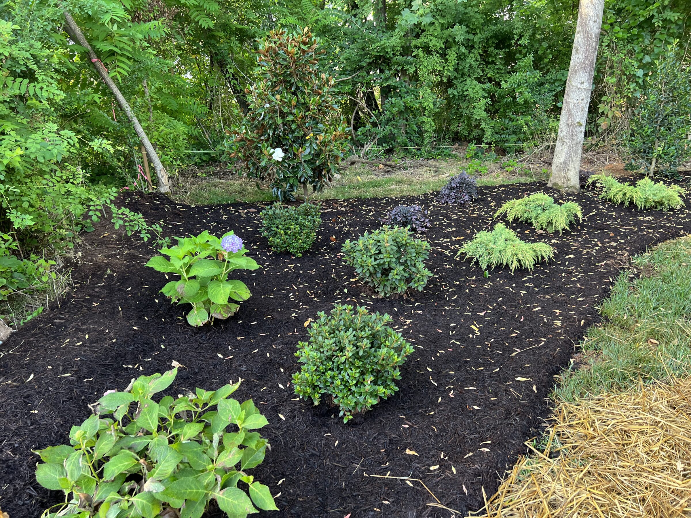 A landscaped garden with various shrubs, mulch, and a tree, surrounded by lush greenery under a clear blue sky.