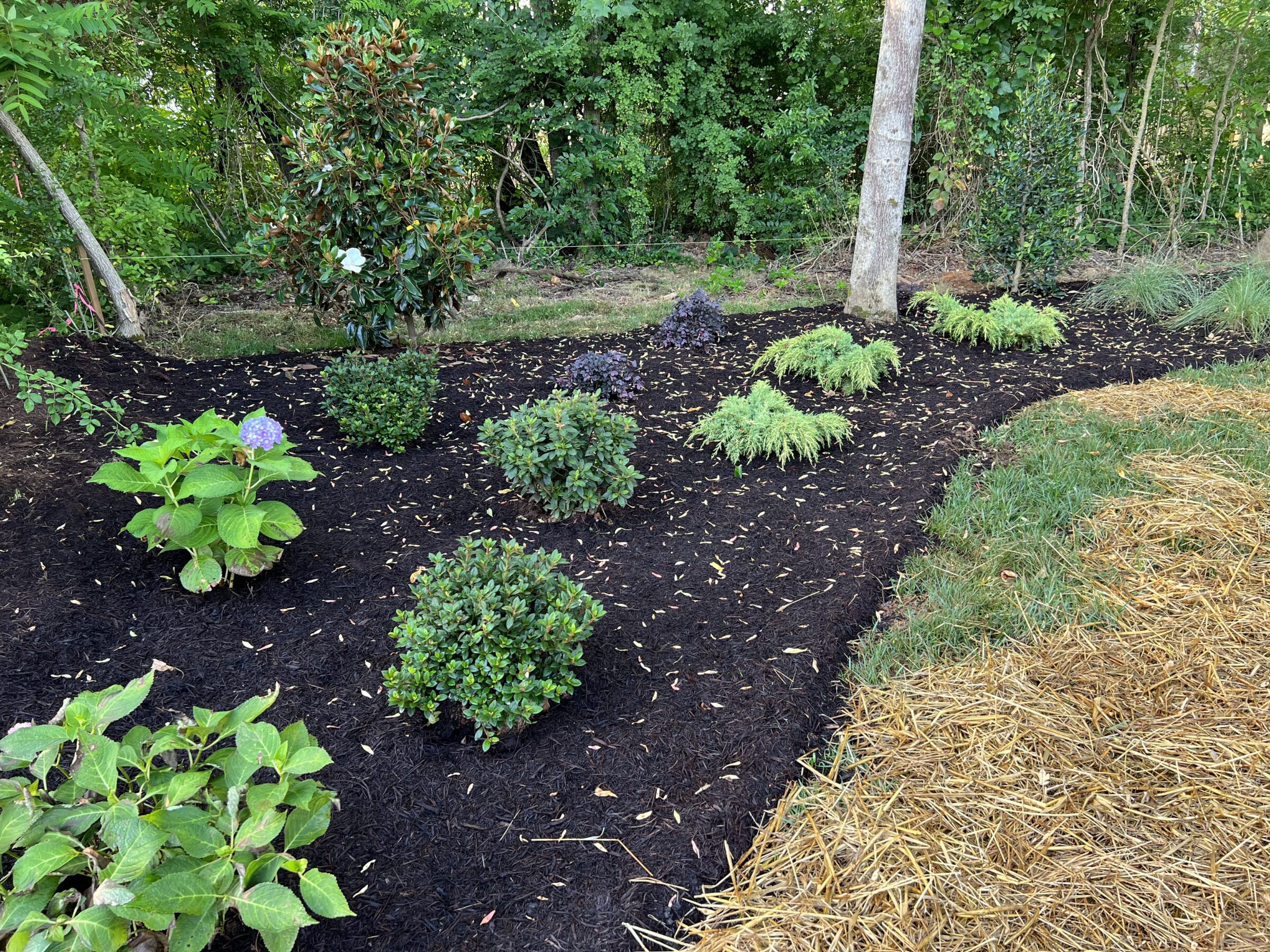 A neatly landscaped garden features diverse plants, black mulch, and straw-covered area, bordered by lush, green trees in the background.