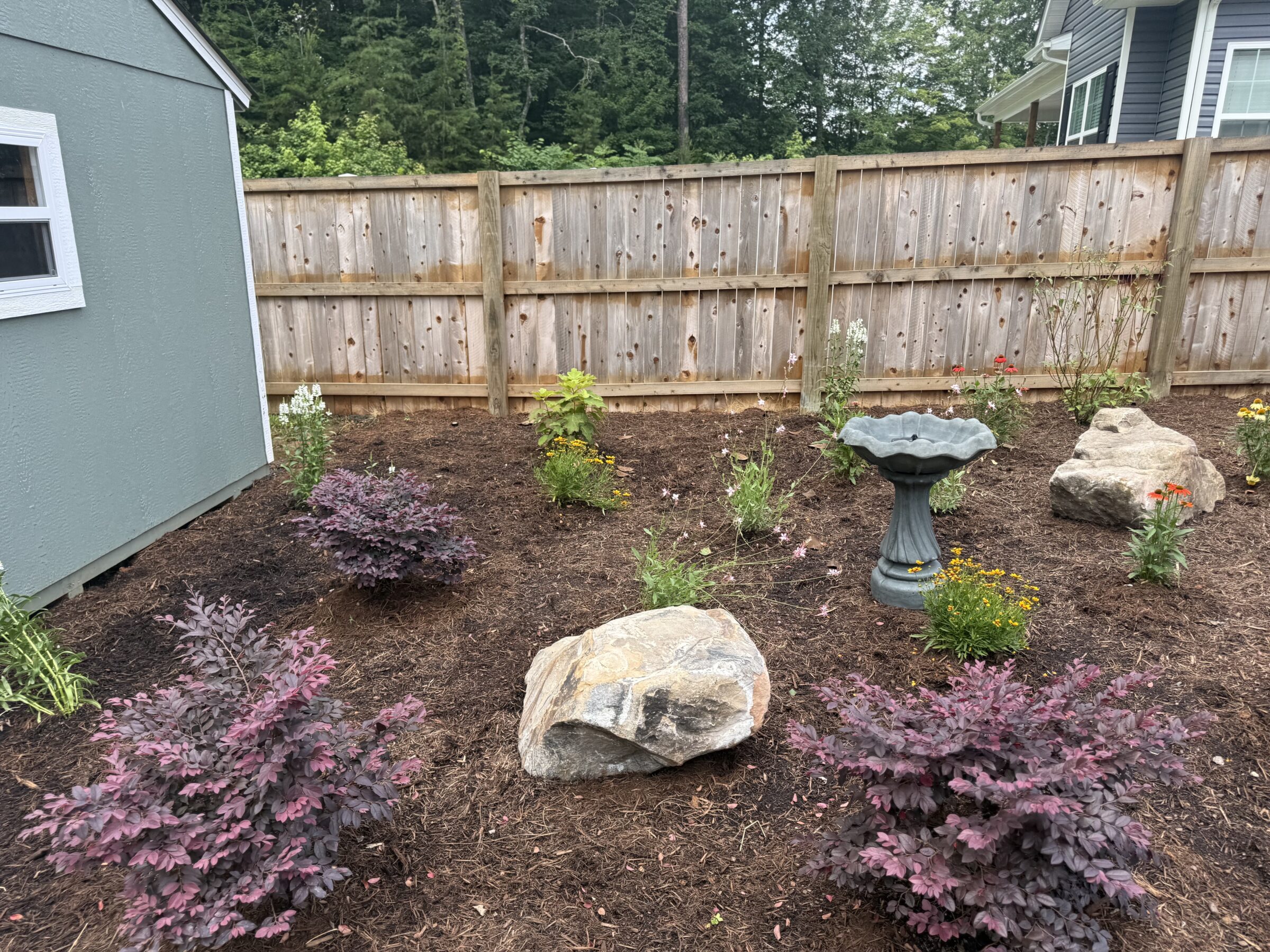 A backyard garden with purple shrubs, a birdbath, large rocks, and a wooden fence beside a small green shed.