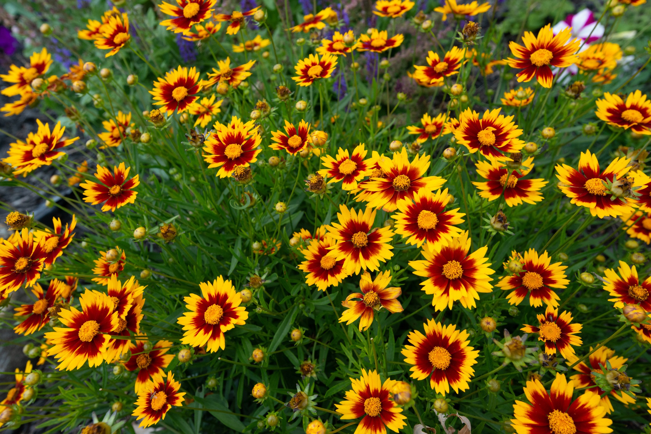 Vibrant yellow and red flowers densely clustered amid green foliage, creating a lively and colorful natural scene, with no visible landmarks.