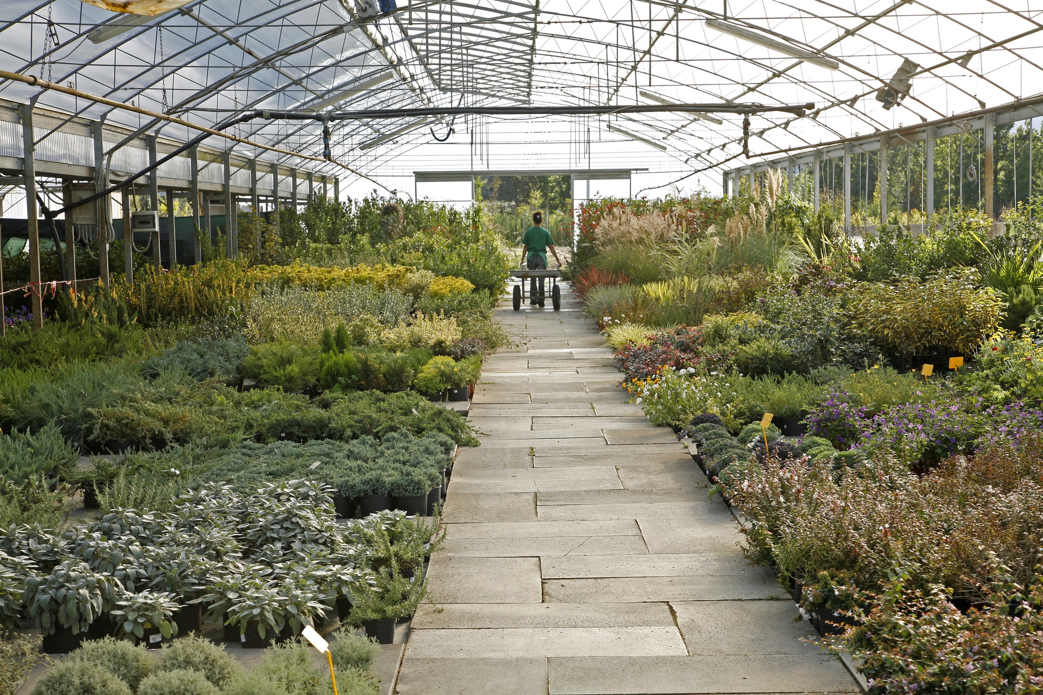 A person pushes a cart through a spacious greenhouse, surrounded by a colorful variety of plants and flowers, under a clear roof.