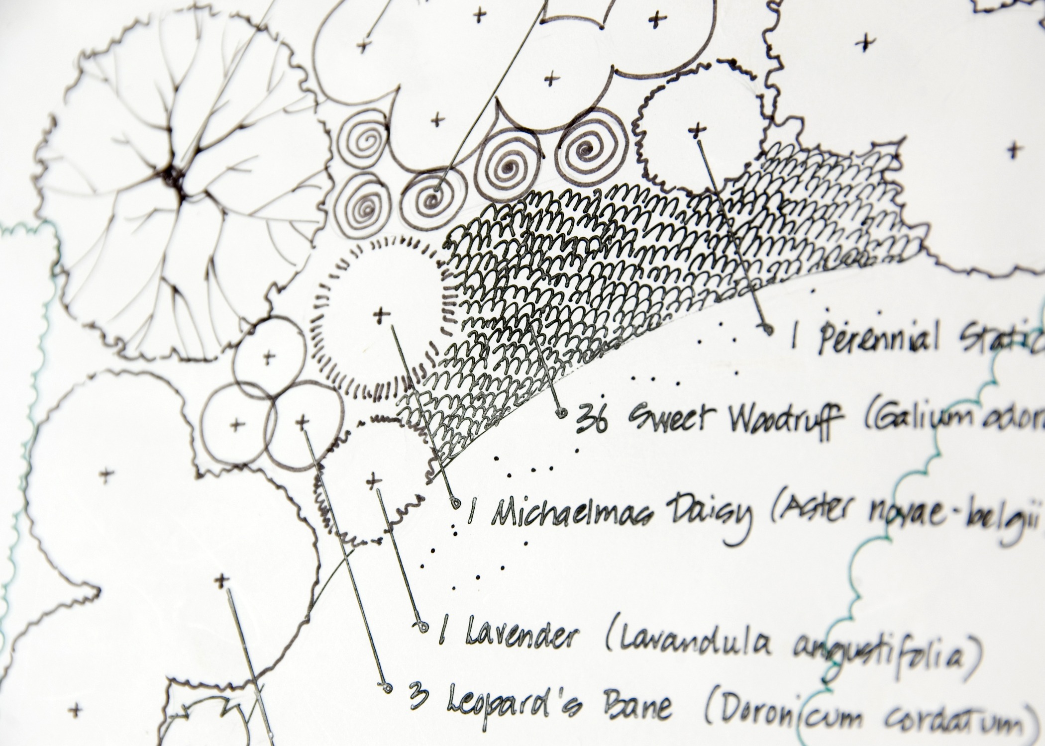 Detailed hand-drawn landscape plan featuring various plant species like Sweet Woodruff and Lavender, with annotations and unique patterns for design elements.